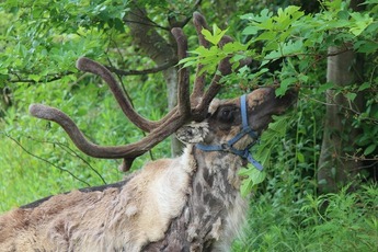 塩曳潟周辺での放牧飼育