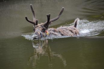 塩曳潟での水浴び