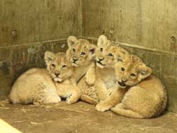 写真：11年ぶりの繁殖となるライオン四つ子