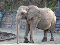 写真：八木山動物公園から来たリリー