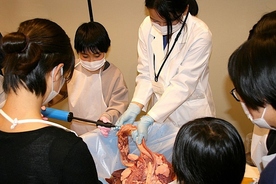 豚の舌・肺・肝臓・横隔膜の観察