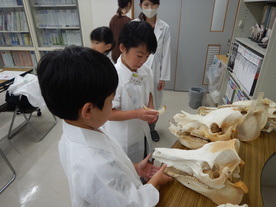 骨の観察