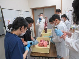 内臓の観察の様子