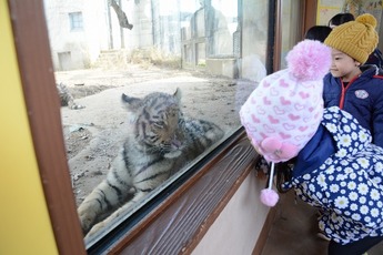 写真：アムールトラの子と子どもたち