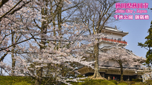 写真：千秋公園の桜