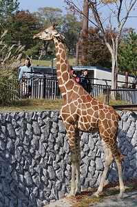 写真：キリンのカンタ