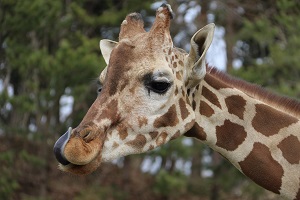 写真：キリンのカンタ2