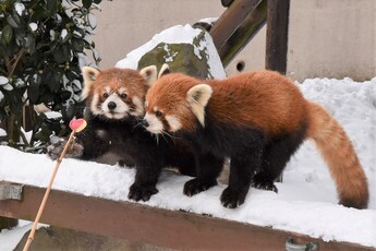 画像：レッサーパンダ