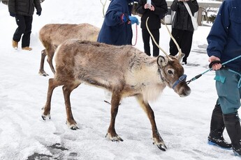画像：トナカイの園内散歩