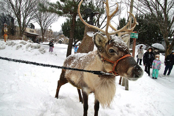 画像：トナカイの園内散歩