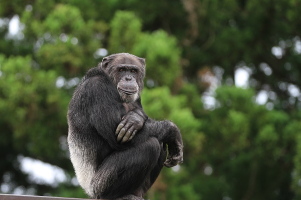 写真：チンパンジーのボンタ