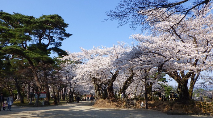 千秋公園の桜の写真