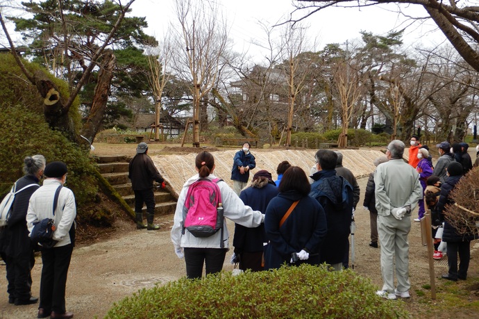 市職員が桜の植え替えを実施した場所を説明しています。