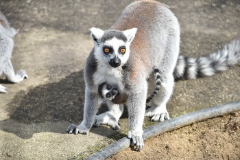 写真：ワオキツネザル