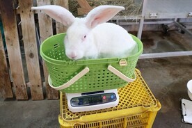 画像:ジャンボウサギ