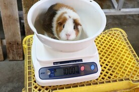 画像：モルモット