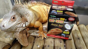 写真:バスキングライトとイグアナ