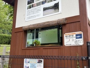 画像:ゼニタナゴ用水槽