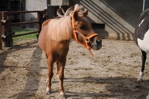 画像:ミニチュアホース「エニフ」