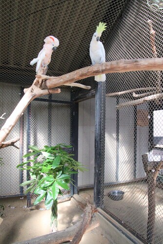 写真：パキラとインコ