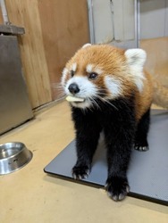 画像:レッサーパンダ