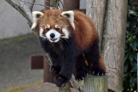 写真:レッサーパンダのひなた