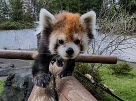 写真:レッサーパンダのケンシン