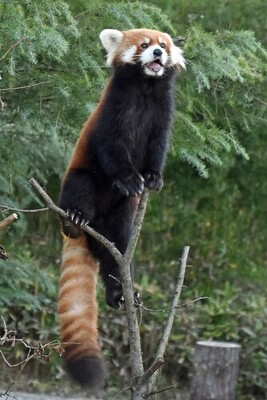 写真:レッサーパンダの円実