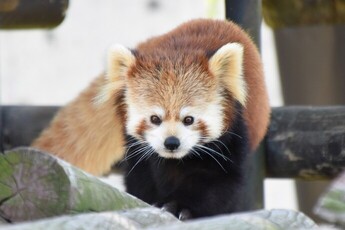 写真:レッサーパンダの令花