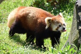 レッサーパンダの令花
