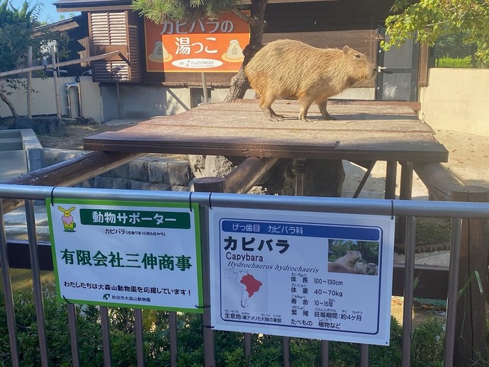 カピバラ