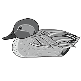 コガモモノクロ