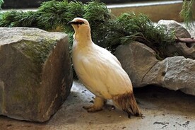 写真:スバールバルライチョウのあっ君