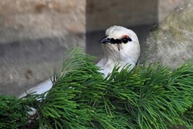 写真:スバールバルライチョウのあっ君