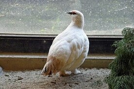 写真:スバールバルライチョウのコッシー