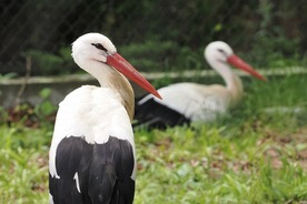 写真:シュバシコウの「ばしこ」と「ばし」