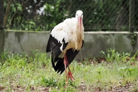写真:シュバシコウの「ばしこ」
