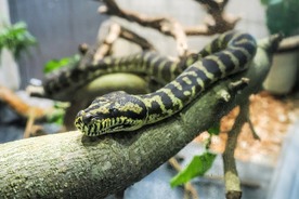 写真：カーペットニシキヘビ