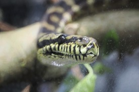 写真：カーペットニシキヘビ