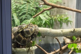 写真：カーペットニシキヘビ