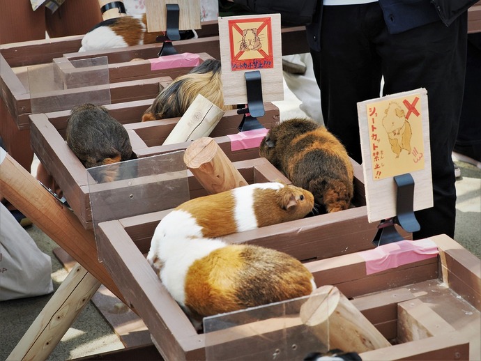 画像：ロングカクカク橋渡り