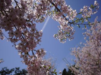 桜の枝の写真