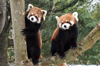 ペア：レッサー