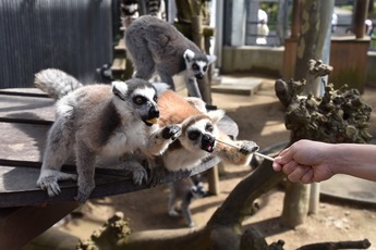 ワオキツネザル