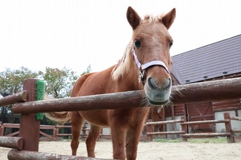 画像：ポニー
