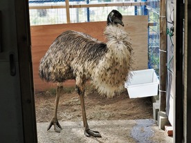 写真：エミュー（燦（さん）♀）