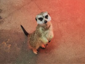 写真：ミーアキャット（ゆかり♀）