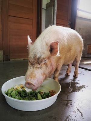 ミニブタのトンペイ1