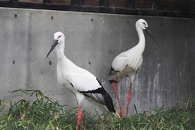 写真：ニホンコウノトリ