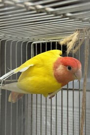 写真：コザクラインコ（南之桜ヤ）